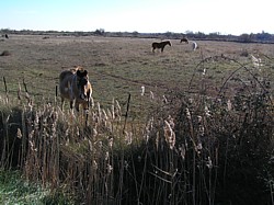 aude_chevaux