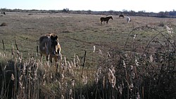 aude_chevaux