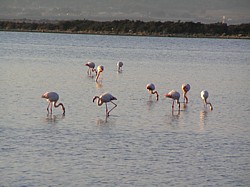 flamants-roses