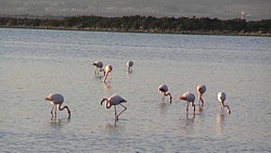 flamants-roses