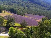 lavande_colline