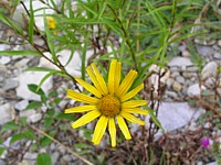 fleur_jaune