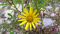 fleur_jaune