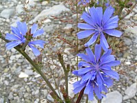 fleur_bleue