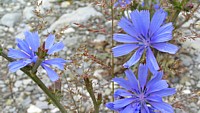 fleur_bleue