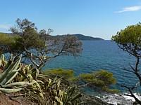 agaves_gigaro
