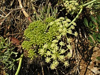 plantes_marines