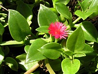 plante_mediterraneen_Vergeron