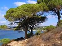 pins_maritimes