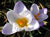 crocus crocus
