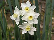 narcissi narcisses