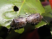 beatle love scarabees