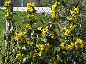 mahonia mahonia