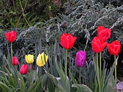 tulips tulipes