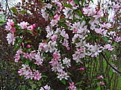 flowering apple pommier