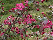flowering apple pommier2