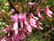 Judas tree judée
