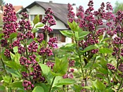 Lilac lilas