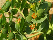 Euphorbia euphorbe