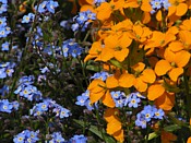 forget-me-nots and wallflowers myosotis-girofle