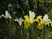 Dutch irises iris