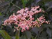 Black Elder sambucus