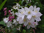 deutzia deutzia2