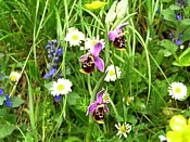 a wonderful gift of wild orchids orchide