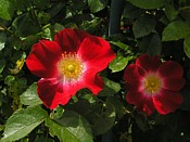 a single red rose rose_simple