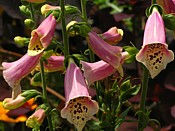 digitalis digitale