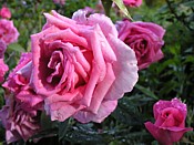 pink double double_rose