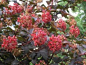 Physocarpus physocarpus