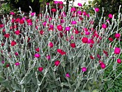 Rose Campion Lychnis_coronaria