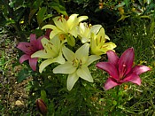 lilies lys