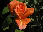 orange rose rose_orange