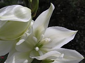 Yucca flowers yucca