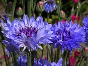 annual cornflowers Centauree