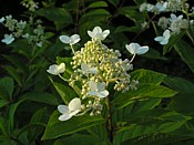 Hydrangea hydrangea