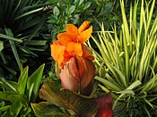 Cannas and Yuccas Cannas_Yuccas