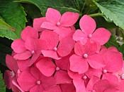 Hydrangea hydrangea2