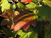 oak-leafed hydrangea turning red quercifolia