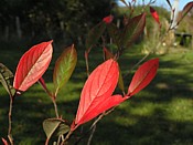 Snowy Mespilus amelanchier