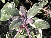 decorative sage sauge