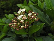 Viburnum Tinus Tinus