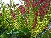 Mahonia mahonia2