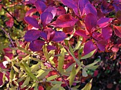 a burberry going rather blue berberis