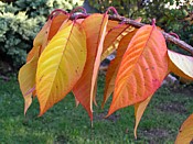 cherry leaves cerise