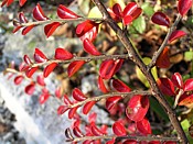 cotoneaster leaves going red before they drop cotoneaster2