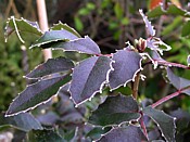 frost on the mahonia mahonia3