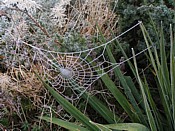 a yucca's a nice home for a spider yucca2
